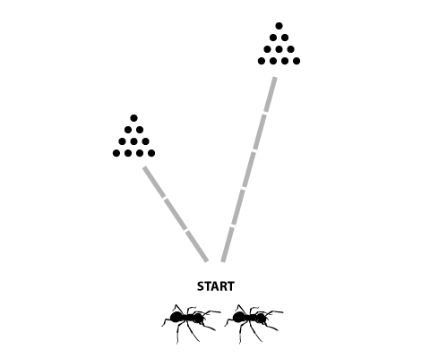 Ameisen-Algorithmus